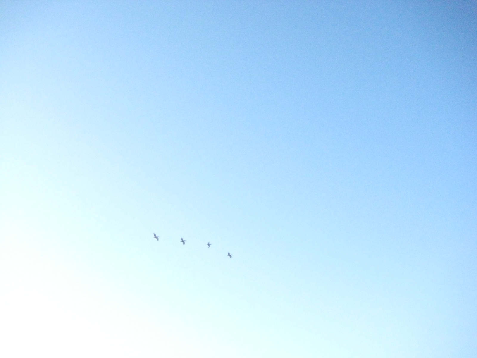 Birds!